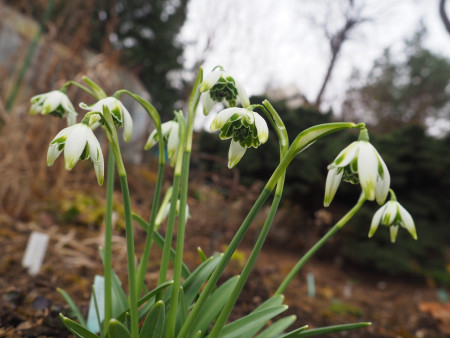 Galanthus ´Ophelia´